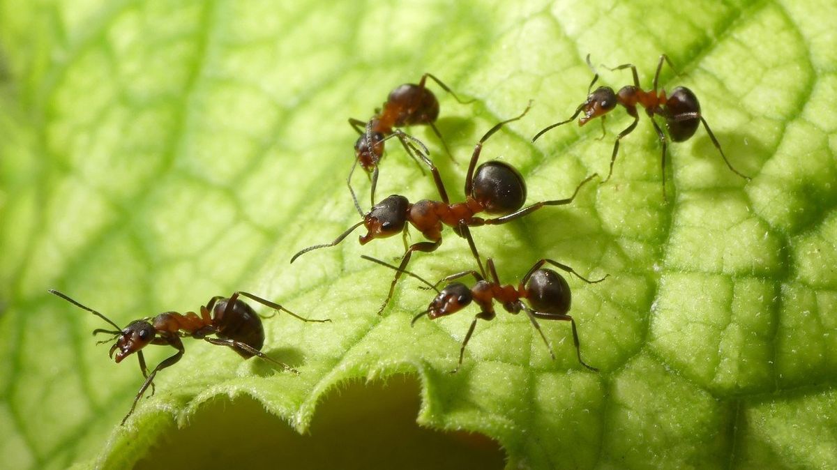 Mravenci dokážou pomocí čichu rozpoznat rakovinu, ukázala studie